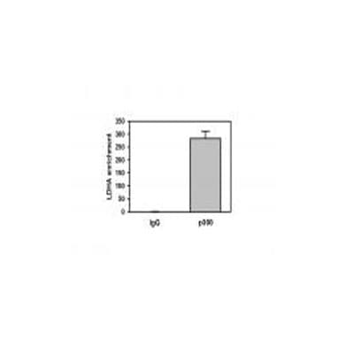 KAT3B/p300 Antibody - BSA Free NB500-161