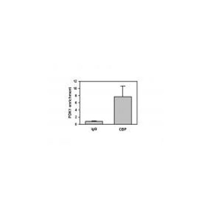 CBP/KAT3A Antibody - BSA Free NB100-381