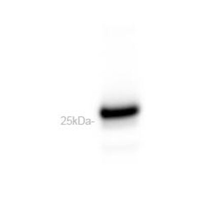 Lightning-Link (R) HRP Antibody Labeling Kit 701-0003