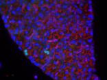 Bromodeoxyuridine/BrdU Antibody - Azide and BSA Free NB500-235