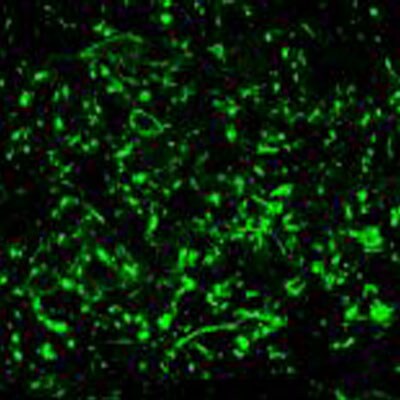 NK1R Antibody - Azide and BSA Free NB300-101