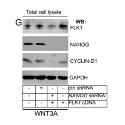Nanog Antibody - BSA Free NB100-588