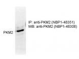 PKM2 Antibody - BSA Free NBP1-48308