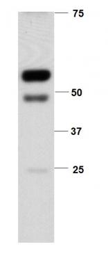 MMP-12 Antibody - BSA Free NBP1-31225