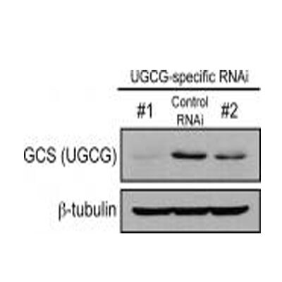 UGCG Antibody (1E5) - Azide and BSA Free H00007357-M03