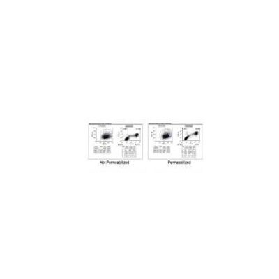 Meta-Pneumovirus Antibody (HMPV123) - BSA Free NBP1-21631