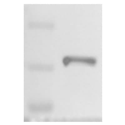 Myosin Phosphatase Antibody - BSA Free NB110-38889
