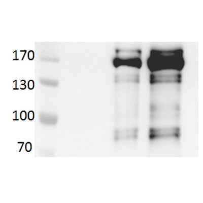 Collagen I Antibody - BSA Free NB600-408