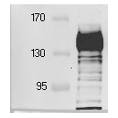 Integrin alpha 5/CD49e Antibody - BSA Free NBP1-84576