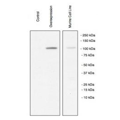 ZEB1 Antibody NBP1-05987