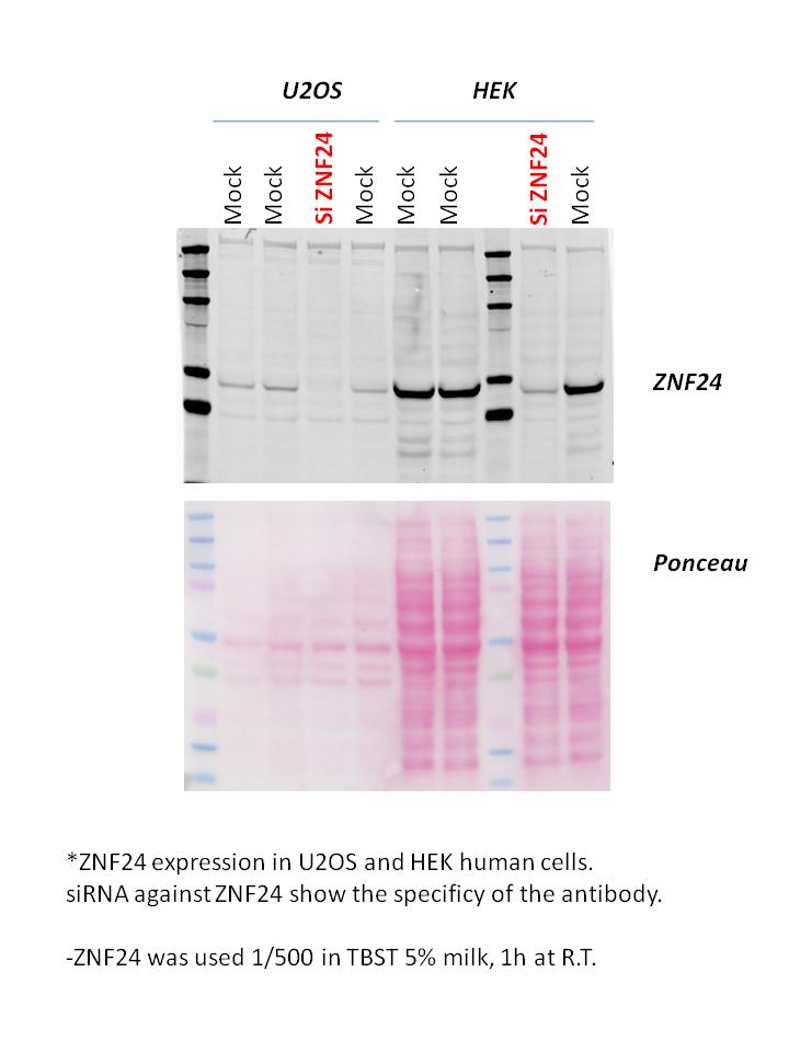 ZNF24 Antibody - BSA Free NBP1-82866