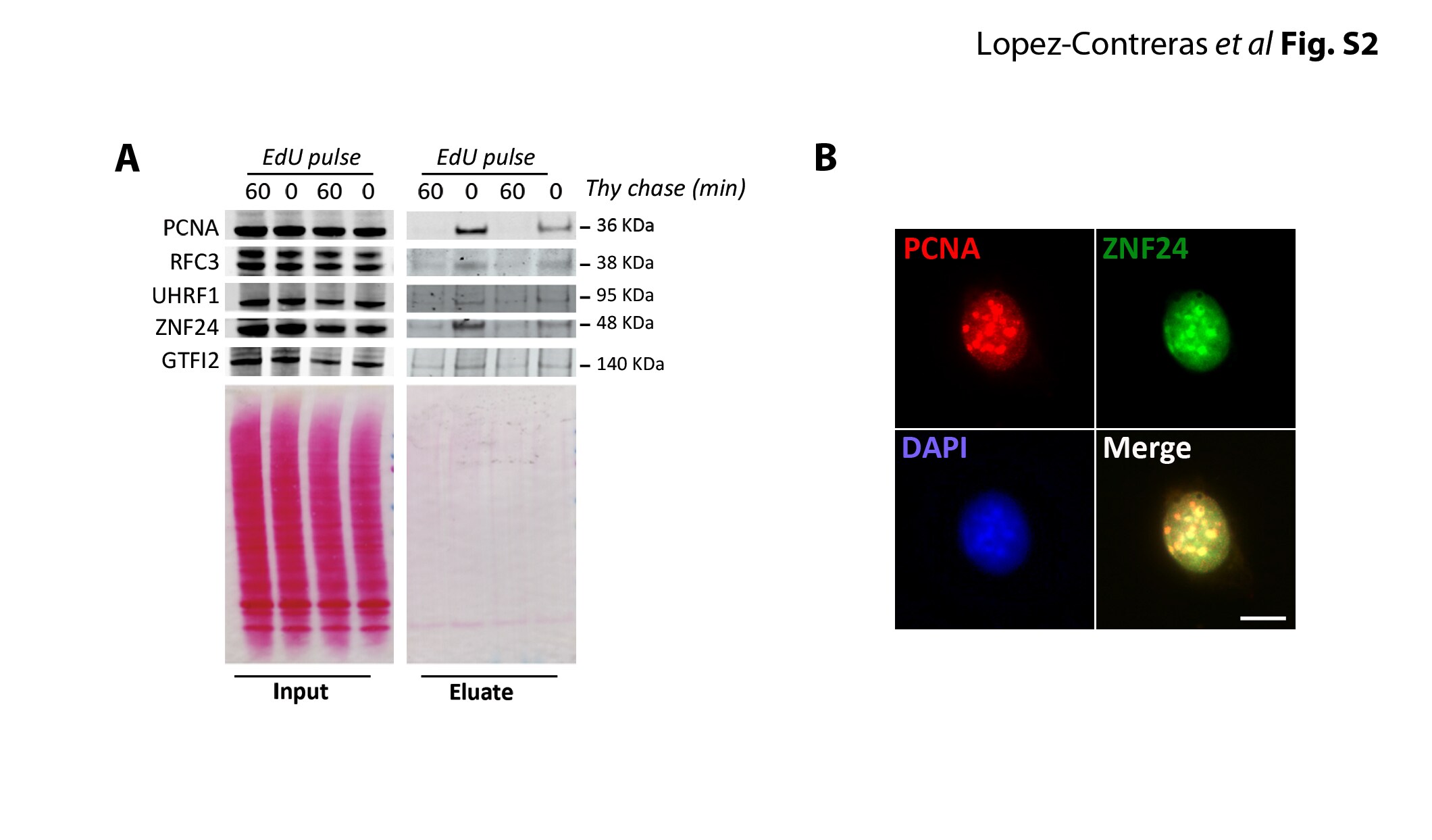 TFII-I Antibody - BSA Free NBP1-90010