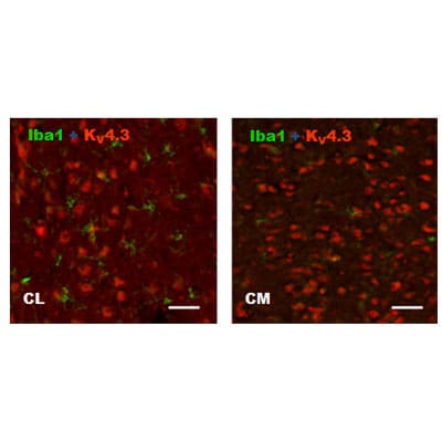AIF-1/Iba1 Antibody NB100-1028