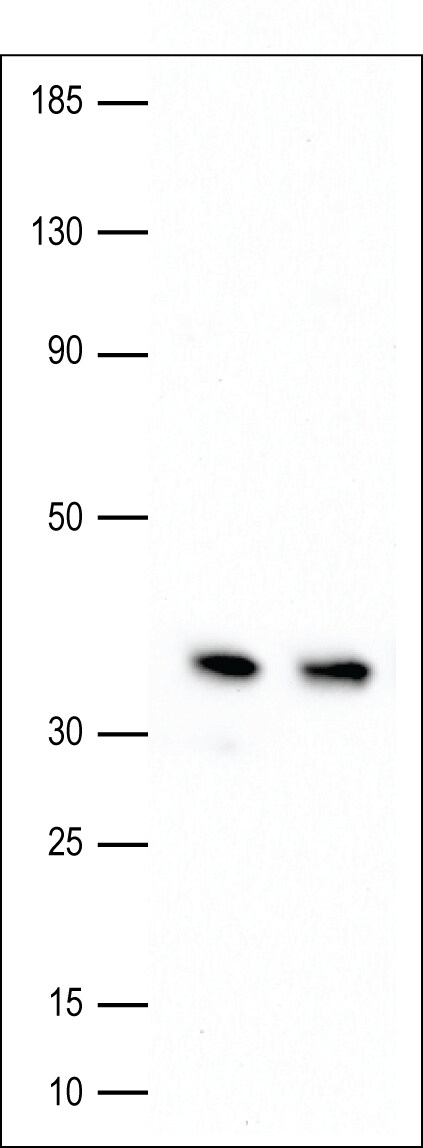 APE Antibody - BSA Free NB100-101