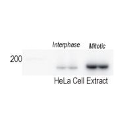 TopBP1 Antibody - BSA Free NB100-217