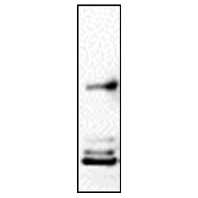 Fyn Antibody - BSA Free NBP1-32067
