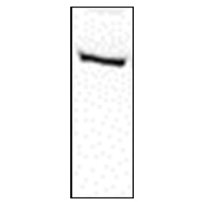 Src Antibody (5A18) - BSA Free NBP1-19188