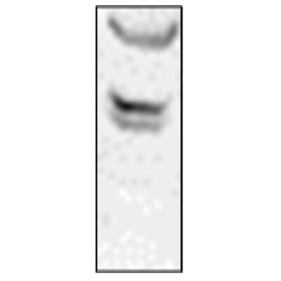 Lyn Antibody (LYN-01) - BSA Free NB500-519