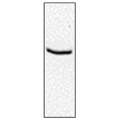 Isocitrate Dehydrogenase 1/IDH1 Antibody (OTI2H9) NBP1-47804