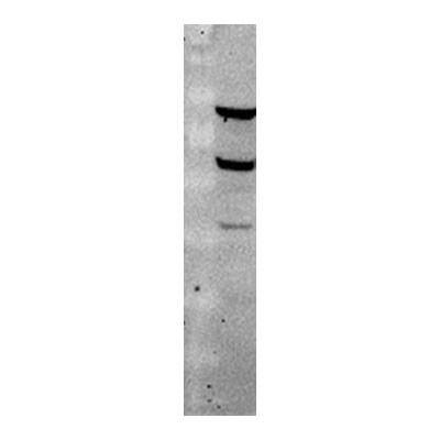 IDH3B Antibody - Azide and BSA Free H00003420-D01P
