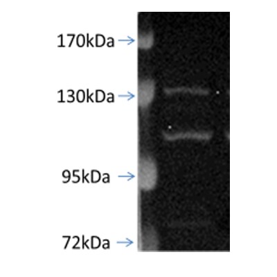 PGC1 alpha Antibody NB100-60955