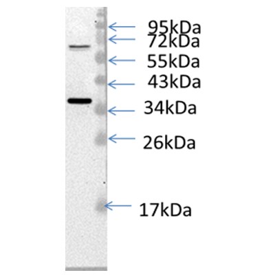 MDH2 Antibody NBP1-32259