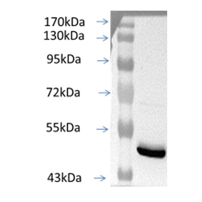 Fumarase Antibody - BSA Free NBP1-31336