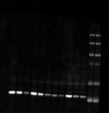 Pyruvate Dehydrogenase E1-alpha subunit [p Ser293] Antibody - BSA Free NB110-93479