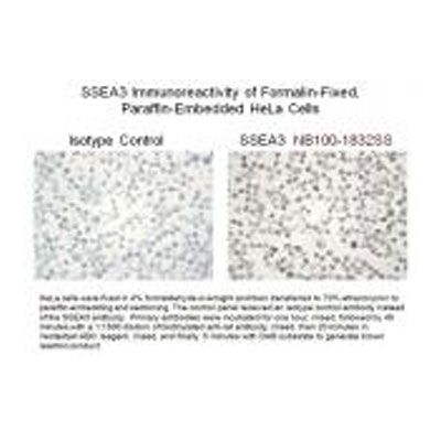 SSEA-3 Antibody (MC-631) - BSA Free NB100-1832