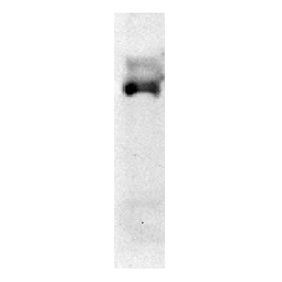 CDT1 Antibody - BSA Free NB100-2567