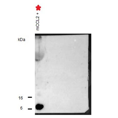 CCL2/MCP1 Antibody - BSA Free NBP1-07034