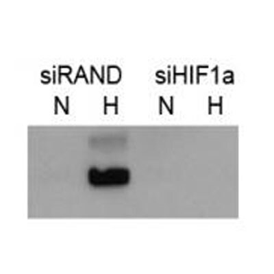 HIF-1 alpha Antibody NB100-449