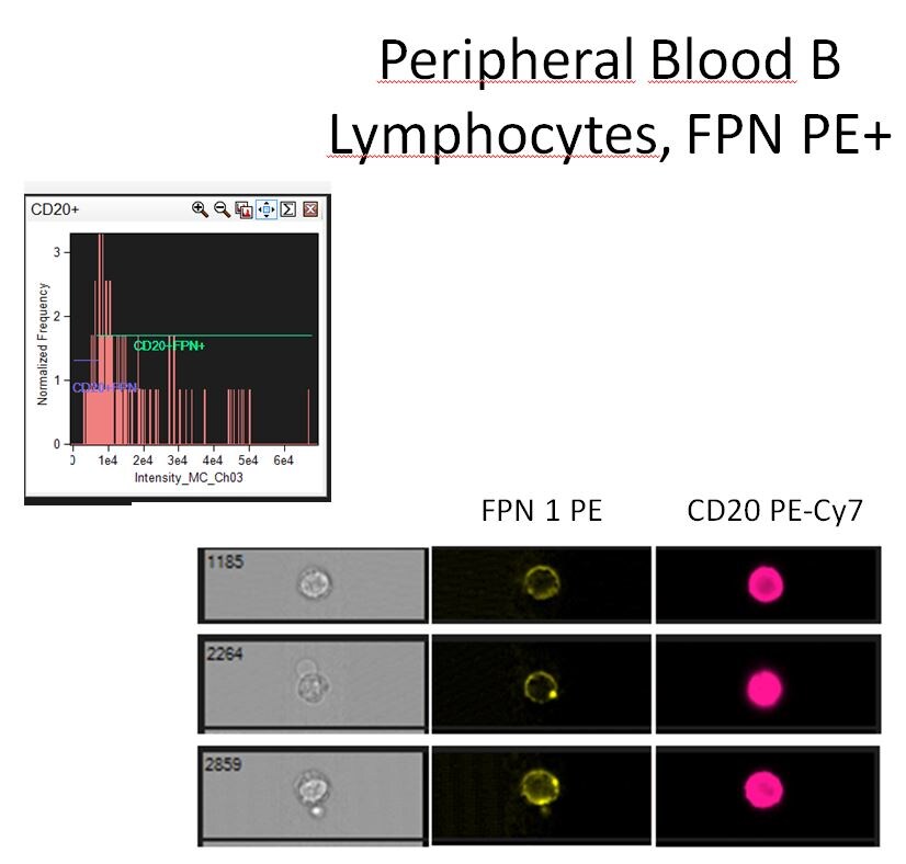 Ferroportin/SLC40A1 Antibody [PE] NBP1-21502PE