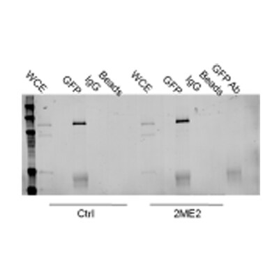 GFP Antibody - BSA Free NB600-303