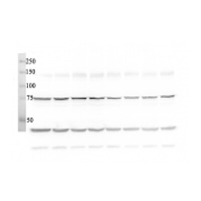 Ubiquilin 1 Antibody NB120-3341