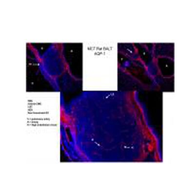 Aquaporin 1/AQP1 Antibody (1/A5F6) NB600-749