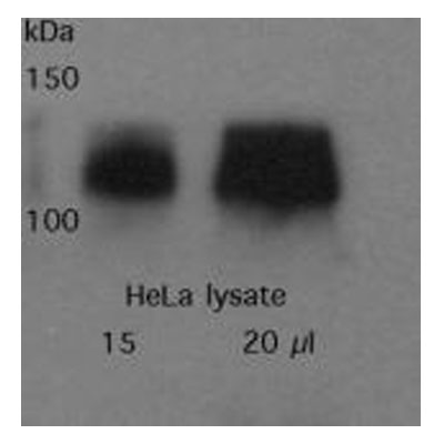 SF3B2 Antibody NB100-79848