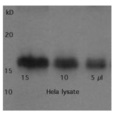 Survivin Antibody - BSA Free NB500-201