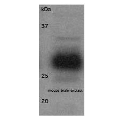 14-3-3 beta/alpha Antibody - Azide Free NB100-665