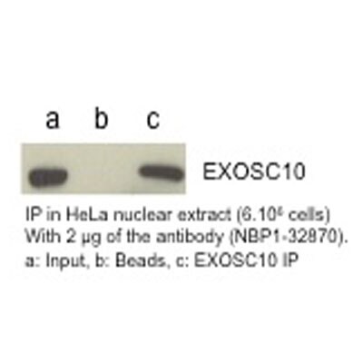 Exosome component 10 Antibody - BSA Free NBP1-32870