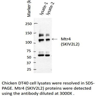 SKIV2L2 Antibody - BSA Free NB100-1575