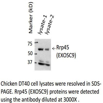 Exosome Component 9 Antibody - BSA Free NBP1-71702