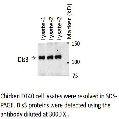 DIS3 Antibody - Azide and BSA Free H00022894-B01P