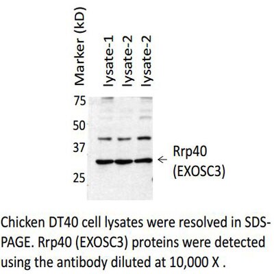 EXOSC3 Antibody - BSA Free NBP2-22261