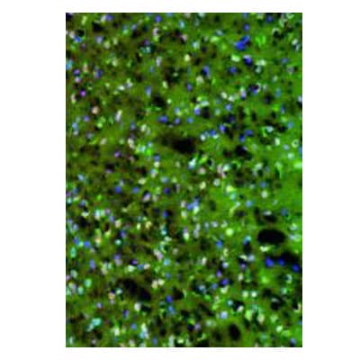 PKM2 Antibody - BSA Free NBP1-48308