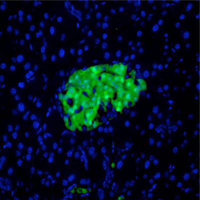 GFP Antibody [Biotin] NB100-1678