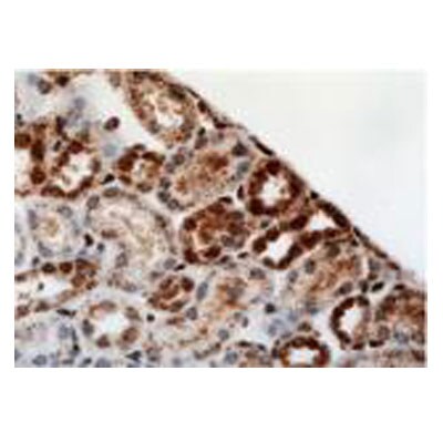 HIF-1 alpha Antibody - BSA Free NB100-479