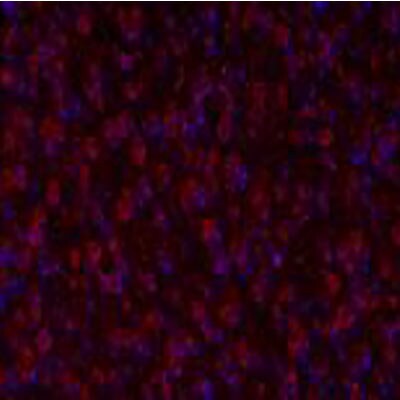 Tryptophan hydroxylase 2 Antibody - BSA Free NB100-74555