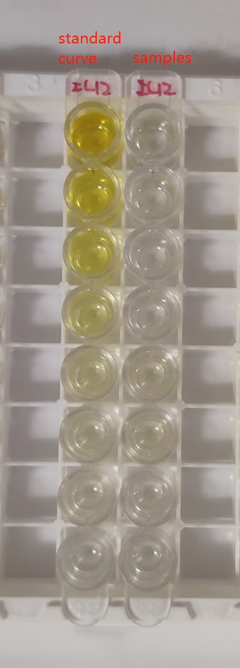 Mouse IL-12 p70 Quantikine ELISA Kit M1270