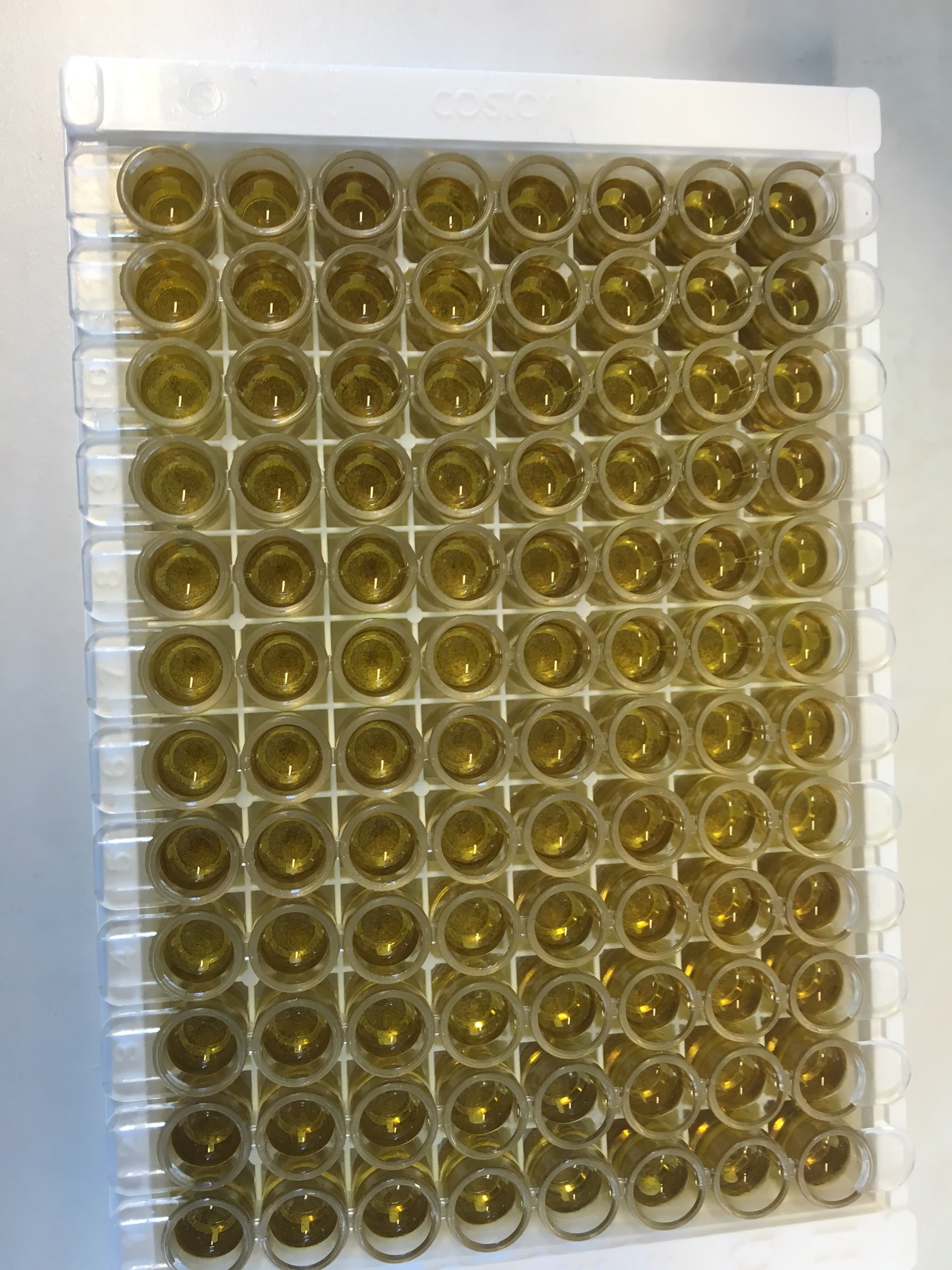 Mouse IL-6 Quantikine ELISA Kit M6000B